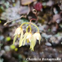 Bulbophyllum trimenii (Hook.f.) J.J.Sm.